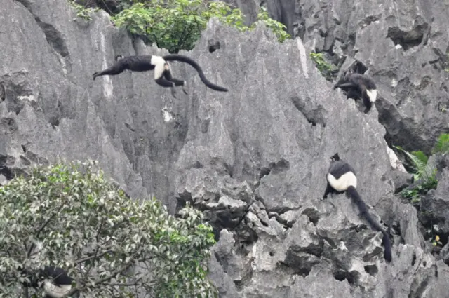 Delacour's langur, photo Tilo Nadler