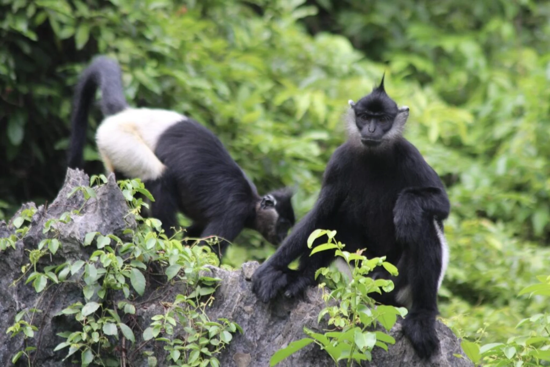 Visiting the Reintroduced Delacour's Langur at Pearl Island in Trang An Scenic Landscape Complex